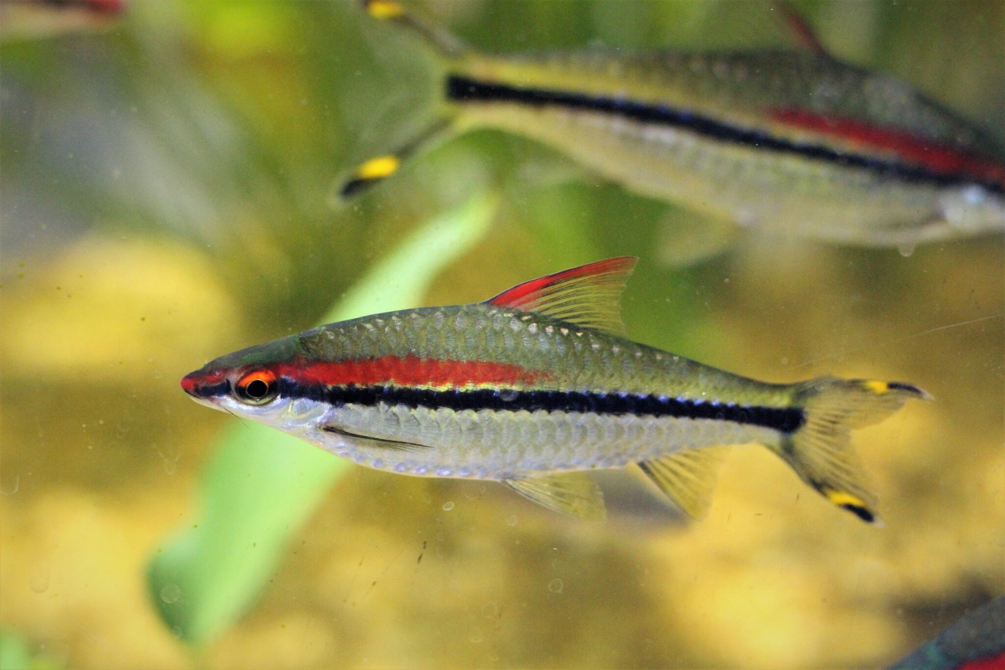 ROSE LINE BARB